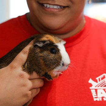 The Ark Pet Spa & Hotel - Pet Boarding Near Me - Orlando, Florida The Ark Pet Spa & Hotel - Pet Boarding Near Me - Orlando, Florida