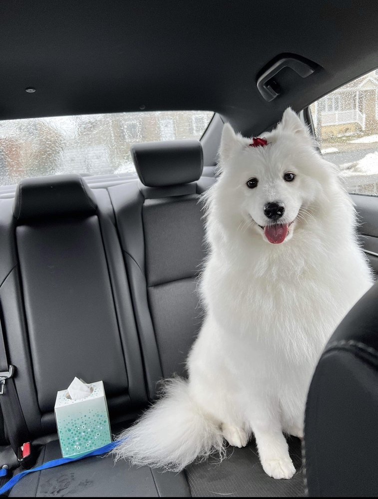 GOLDEN PAW GROOMING SPA Updated September 2024 69 Photos & 19