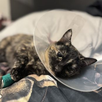 SoCal Pet Hospital - Taco comfortable in bed after her spay - Veterinarians Near Me - Murrieta, California SoCal Pet Hospital - Taco comfortable in bed after her spay - Veterinarians Near Me - Murrieta, California