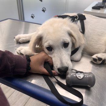Blue Sky Puppies - Orlando - Pet Stores Near Me - Clermont, Florida Blue Sky Puppies - Orlando - Pet Stores Near Me - Clermont, Florida