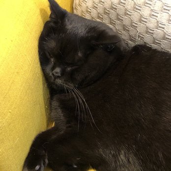 Maison de Moggy - Cafes Near Me - Edinburgh, EDH Maison de Moggy - Cafes Near Me - Edinburgh, EDH
