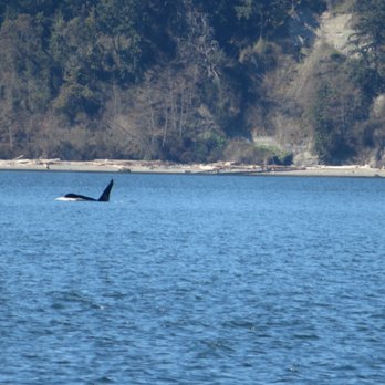 Puget Sound Express - Whale Watching Tours Near Me - Edmonds, Washington Puget Sound Express - Whale Watching Tours Near Me - Edmonds, Washington