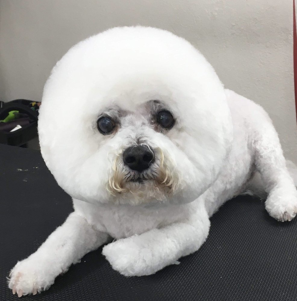 PETS’ FRIEND GROOMING SALON BY WALLY Updated August 2024 1744 Bridgetown Pike, Feasterville