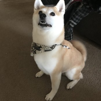 Caylys Doggy Styles - Pet Groomers Near Me - Gresham, Oregon
