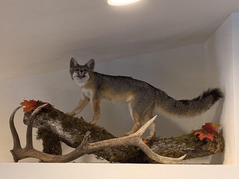 Carver's Creations Taxidermy - taxidermy in Albany, OR