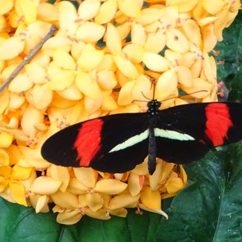 Peggy Notebaert Nature Museum - Museums Near Me - Chicago, Illinois Peggy Notebaert Nature Museum - Museums Near Me - Chicago, Illinois