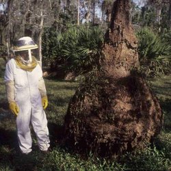 GBU Bee Removal