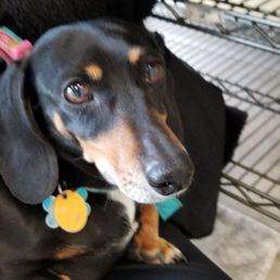 Tootsie