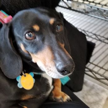 Petco - Tootsie - Pet Training Near Me - Burtonsville, Maryland
