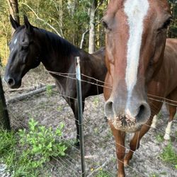 MAGNOLIA RV HAVEN - These horses love to visit at the fence.
