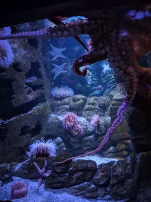 New England Aquarium by null