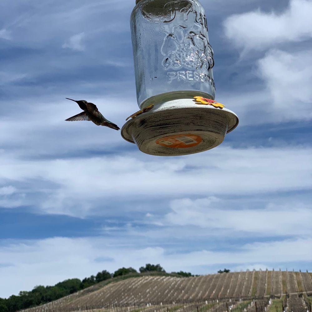 Kiamie Wine Cellars - Hummingbird and his favorite empty feeder - Wineries Near Me - Paso Robles, California Kiamie Wine Cellars - Hummingbird and his favorite empty feeder - Wineries Near Me - Paso Robles, California