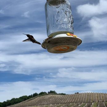 Kiamie Wine Cellars - Hummingbird and his favorite empty feeder - Wineries Near Me - Paso Robles, California