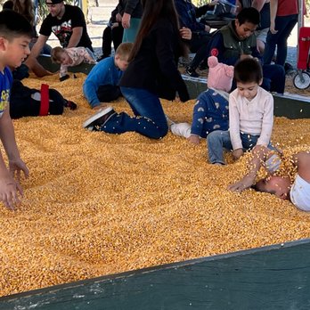 Petaluma Pumpkin Patch And Amazing Corn Maze - Corn pit - Pumpkin Patches Near Me - Petaluma, California Petaluma Pumpkin Patch And Amazing Corn Maze - Corn pit - Pumpkin Patches Near Me - Petaluma, California