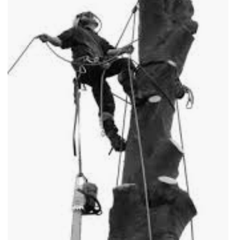 Top Branch Tree Service - a man climbing a tree - Tree Services Near Me Top Branch Tree Service - a man climbing a tree - Tree Services Near Me