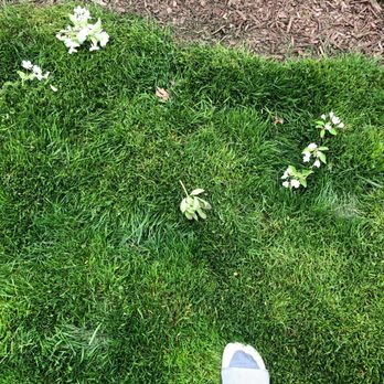 Landscape Concepts Management - Some destroyed plants - Landscaping Near Me - Grayslake, Illinois
