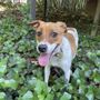 Photo of Greater Huntsville Humane Society