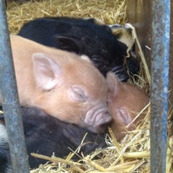 Smithills Open Farm
