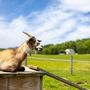 Photo of Down on the Farm Creamery