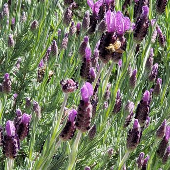 HALL Wines - Bee kind :) - Wineries Near Me - Saint Helena, California HALL Wines - Bee kind :) - Wineries Near Me - Saint Helena, California