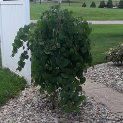 Reedurban Nurseries - Then it gets heart-shaped leaves after budding. I need to trim it. It has such healthy growth.