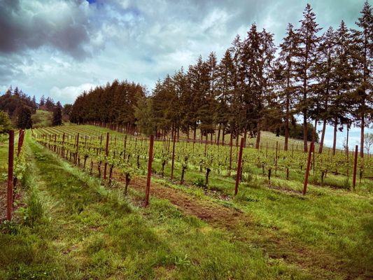 Remy Wines by null