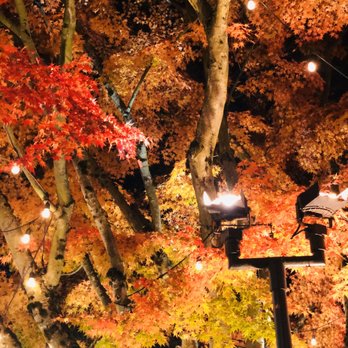 University Village - Holiday vibes!!! - Shopping Centers Near Me - Seattle, Washington University Village - Holiday vibes!!! - Shopping Centers Near Me - Seattle, Washington