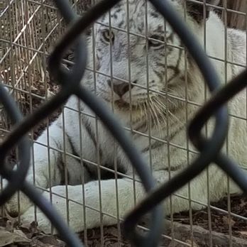 Noah's Ark Animal Sanctuary - Animal Shelters Near Me - Locust Grove, Georgia