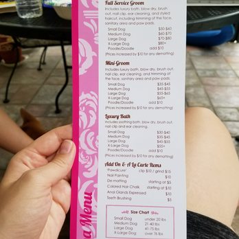 silver long haired dachshund