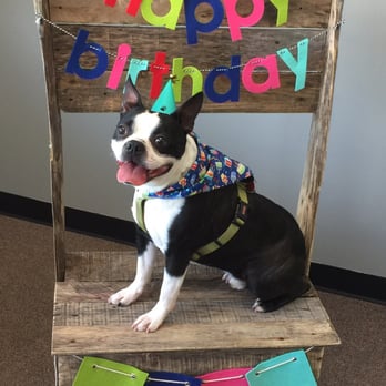 Paw Street Bakery - Happy Birthday photo booth! - Pet Stores Near Me - Plainfield, Indiana Paw Street Bakery - Happy Birthday photo booth! - Pet Stores Near Me - Plainfield, Indiana
