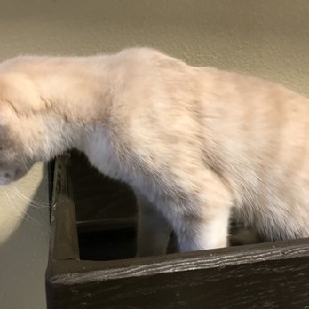 Orlando Cat Cafe - Animal Shelters Near Me - Clermont, Florida Orlando Cat Cafe - Animal Shelters Near Me - Clermont, Florida