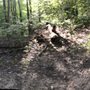 Photo of Parker Woods