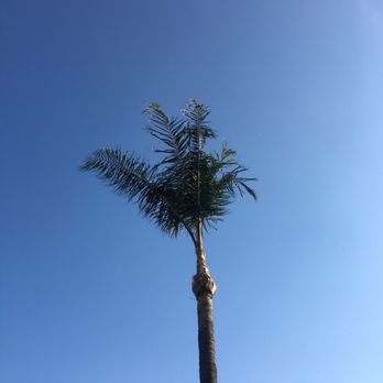 Premium Tree Service - Removed the excessive fronds and fruits. - Tree Services Near Me Premium Tree Service - Removed the excessive fronds and fruits. - Tree Services Near Me