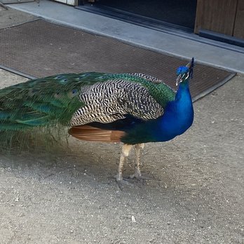 Leo Carrillo Ranch Historic Park - Peacock - Landmarks & Historical Buildings Near Me - Carlsbad, California