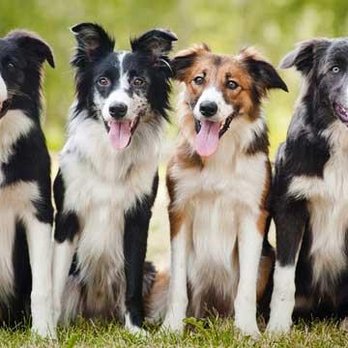 East Hills Veterinary Clinic - Veterinarians Near Me - Saint Joseph, Missouri East Hills Veterinary Clinic - Veterinarians Near Me - Saint Joseph, Missouri