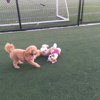 Bundy Dog Park - Dog Parks Near Me - Washington, DC, District of Columbia