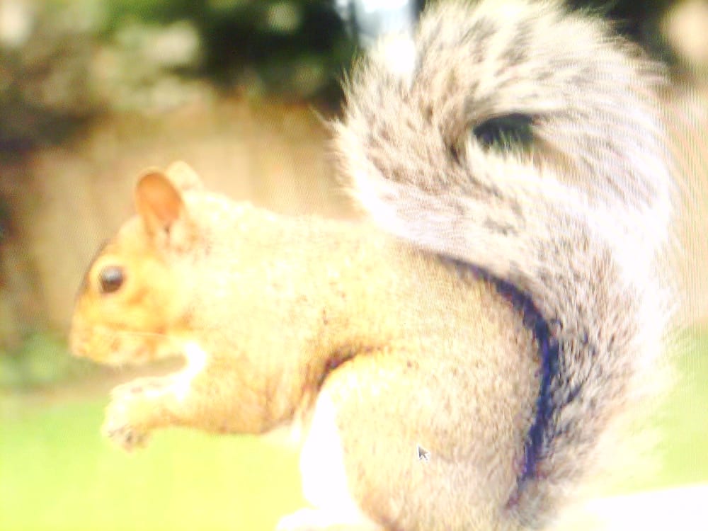 A Better Tree Service - tree service in Colorado Springs, CO