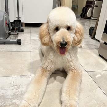 Bark Bath - Cute Bobby after haircut - Pet Groomers Near Me - Walnut, California Bark Bath - Cute Bobby after haircut - Pet Groomers Near Me - Walnut, California
