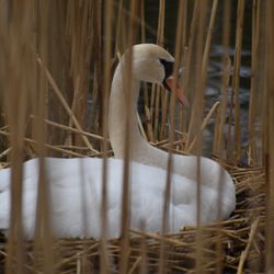Seneca Park - Miss Gladys on nest.