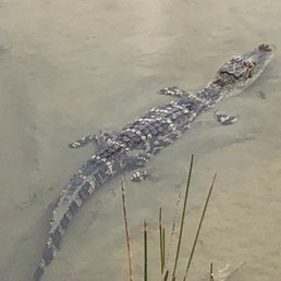 Cute little gator Cute little gator