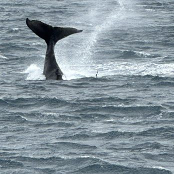 Quicksilver Charters - Baby whale - Snorkeling Near Me - Wailuku, Hawaii