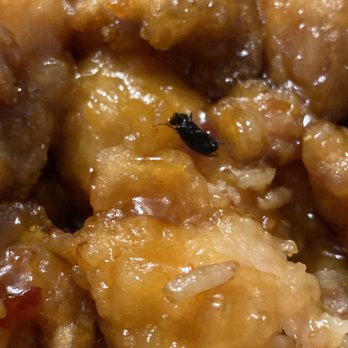 China Dragon Restaurant - I ordered orange chicken and this fly was in my food. Not pleased. - Chinese Near Me - Chicago, Illinois China Dragon Restaurant - I ordered orange chicken and this fly was in my food. Not pleased. - Chinese Near Me - Chicago, Illinois
