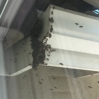 Bee Busters - Pest Control Near Me - Laguna Hills, California Bee Busters - Pest Control Near Me - Laguna Hills, California