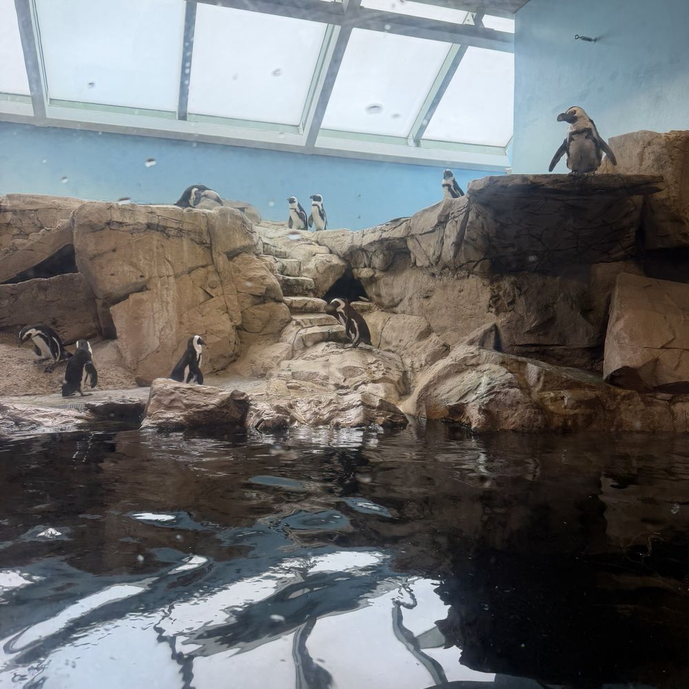 Audubon Aquarium - African penguins - Aquariums Near Me - New Orleans, Louisiana Audubon Aquarium - African penguins - Aquariums Near Me - New Orleans, Louisiana
