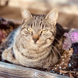 Coulter Farmstead - Bonus kitty