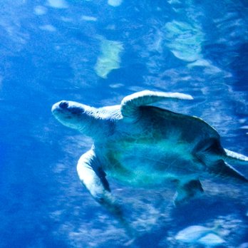 Downtown Aquarium - Museums Near Me - Denver, Colorado Downtown Aquarium - Museums Near Me - Denver, Colorado