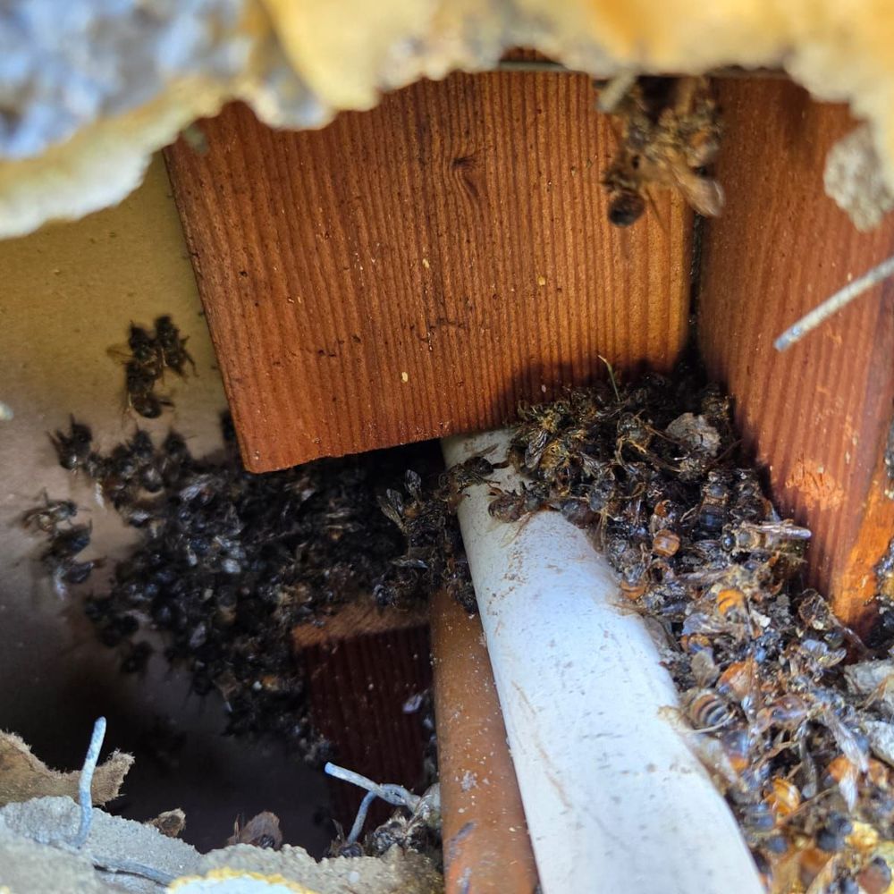 Beekeeper's Removal - Pest Control Near Me Beekeeper's Removal - Pest Control Near Me