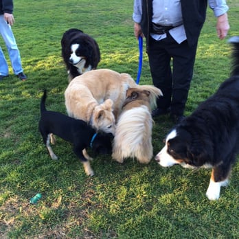 Lincoln Park - Lots of dog friends. - Parks Near Me - Los Altos, California Lincoln Park - Lots of dog friends. - Parks Near Me - Los Altos, California