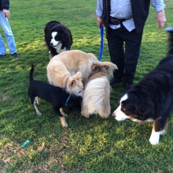 Lots of dog friends.