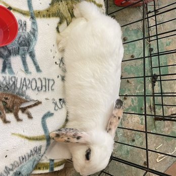 RabbitEARS - A boarder resting in his pin. Rabbit ears offers grooming and boarding services to the community. - Animal Shelters Near Me - Oakland, California RabbitEARS - A boarder resting in his pin. Rabbit ears offers grooming and boarding services to the community. - Animal Shelters Near Me - Oakland, California